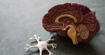 Modelo anatômico de cérebro ao lado de um modelo de neurônio